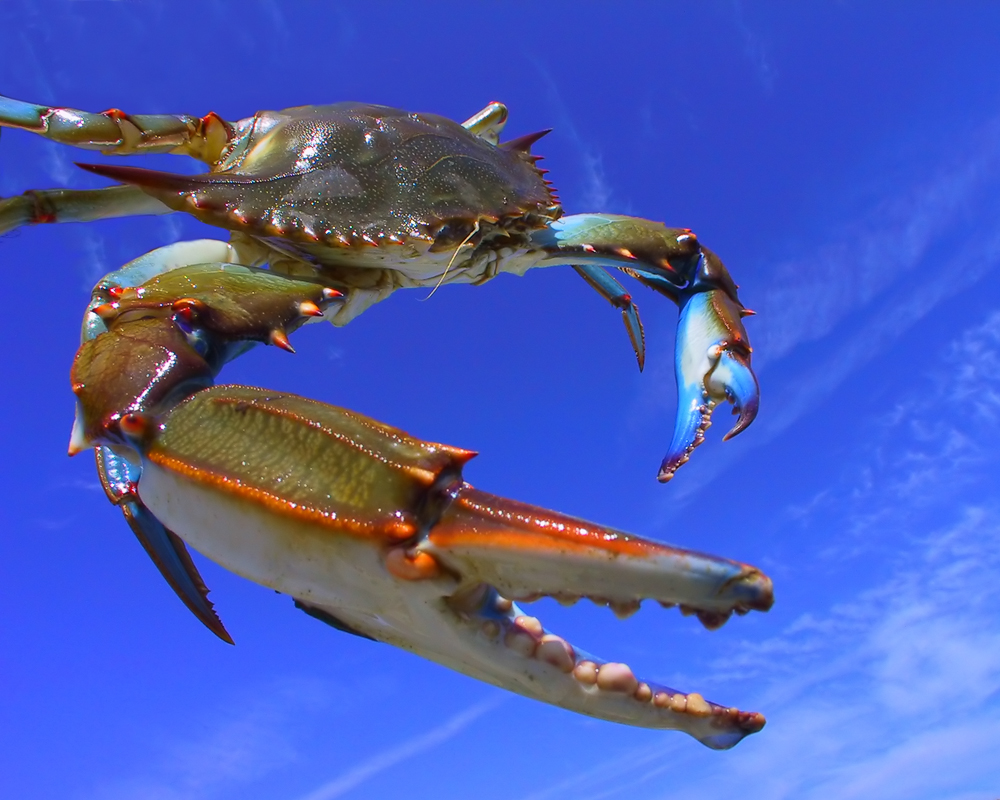 Crab Gus